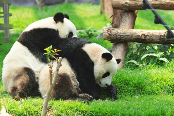 Où trouver les meilleurs spots pour observer les pandas en Chine?