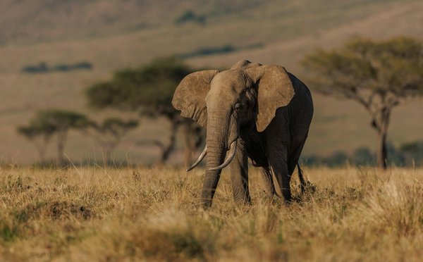 Comment participer à un safari pour observer les Big Five en Afrique du Sud ?